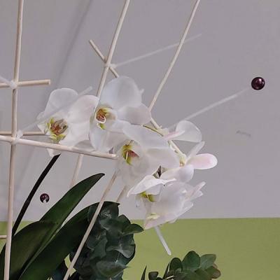 Composition Orchidee Blanche